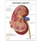 Kidney Model Description Card