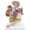 Diabetes Model
