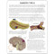 Diabetes Model Description Card