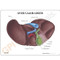 Liver and Gallbladder Description Card