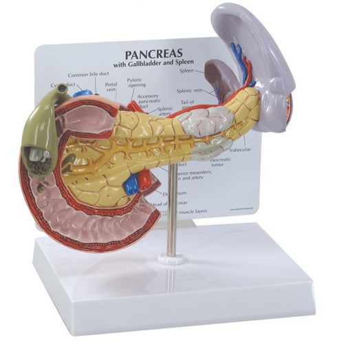 Anatomical Models-Liver, Gallbladder, Pancreas