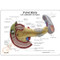 Pancreas Model Description Card
