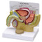 Male Pelvis and Prostate Anatomical Model