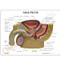 Male Pelvis and Prostate Anatomical Model Description Card