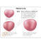 Male Pelvis and Prostate Anatomical Model Description Card