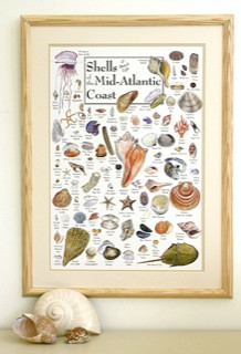Shells of the Mid-Atlantic Coast Poster - Clinical Charts and Supplies