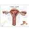 Uterus Model Description Card