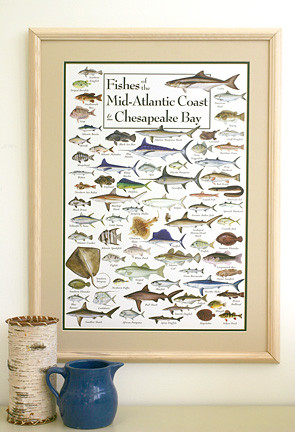 Fishes of the Mid-Atlantic Coast & Chesapeake Poster - Clinical Charts ...