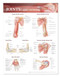 Joints Anatomy Poster, Upper Extremity