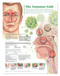 The Common Cold Poster