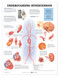 Hypertension Anatomy Poster