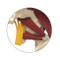 Lumbar Spine,Hip and Sciatic Nerve Anatomical Model