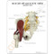 Lumbar Spine,Hip and Sciatic Nerve Model Description Card