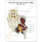 Lumbar Spine,Hip and Sciatic Nerve Model Description Card