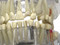 Jaw Model