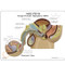 Male Pelvis Cross  Anatomy Model Description Card