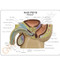 Male Pelvis Cross  Anatomy Model Description Card