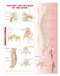 Spine injuries poster