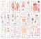 Complete Body System Chart Set