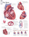 The Heart Poster