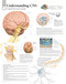 The Central Nervous System Poster
