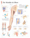 Shoulder and Elbow Poster