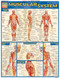 Muscle Chart