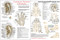 Headache Acupuncture Chart