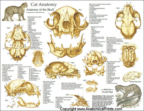 Cat Skull Anatomy Laminated Poster - Clinical Charts and Supplies