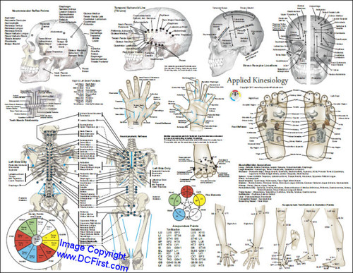 Applied Kinesiology Poster - Clinical Charts and Supplies