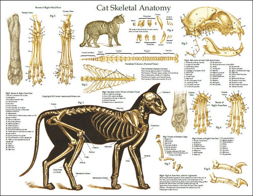 Cat Skeleton Anatomy Poster - Clinical Charts and Supplies