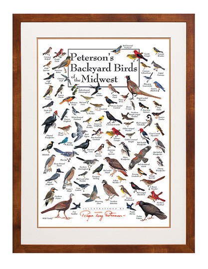Peterson's Backyard Birds of the Midwest Poster - Clinical Charts and ...