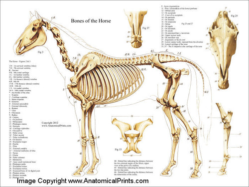 Horse Skeleton Chart - Clinical Charts and Supplies