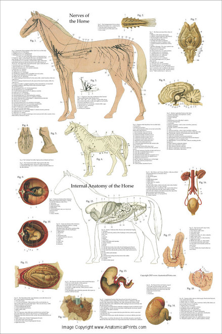 Horse Nervous System And Organ Poster - Clinical Charts and Supplies