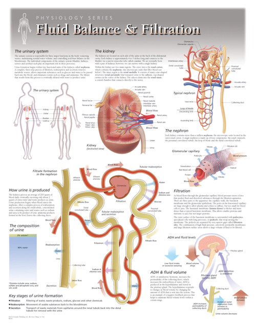 KidneyFluid Balance and Filtration Poster Clinical Charts and Supplies