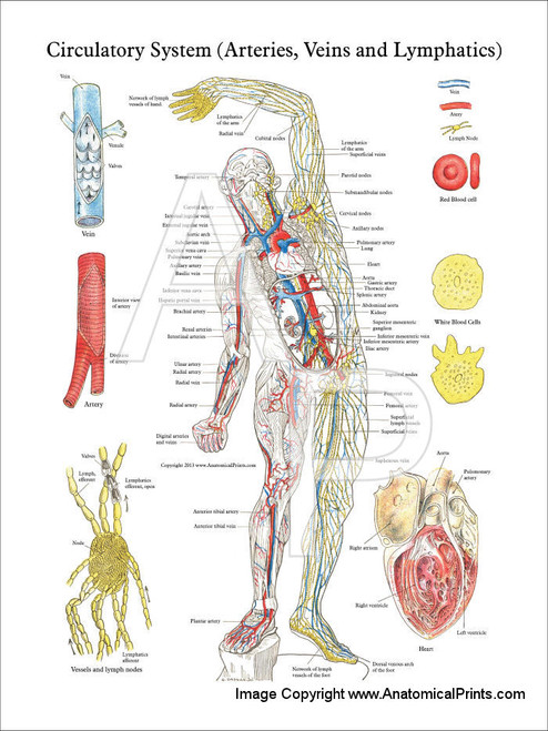 Circulatory System - Arteries, Veins & Lymphatics Poster - Clinical