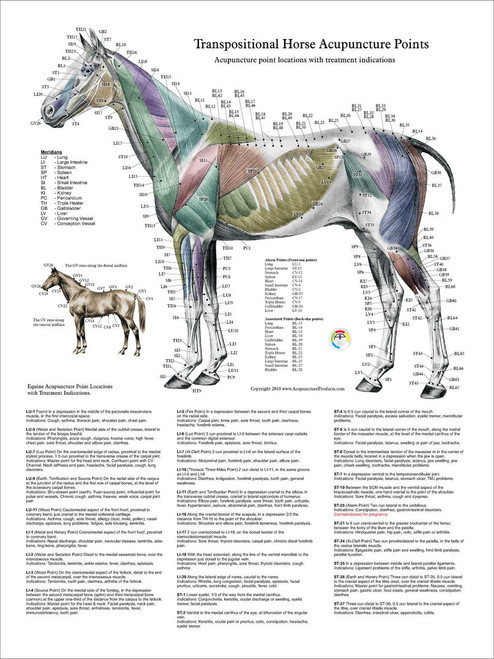 Horse Acupuncture Point Location Posters -Set of 3 - Clinical Charts