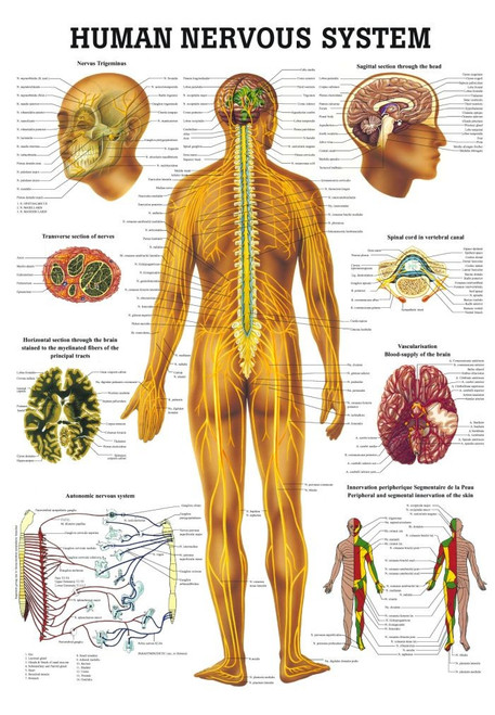 Human Nervous System Chart - Clinical Charts and Supplies