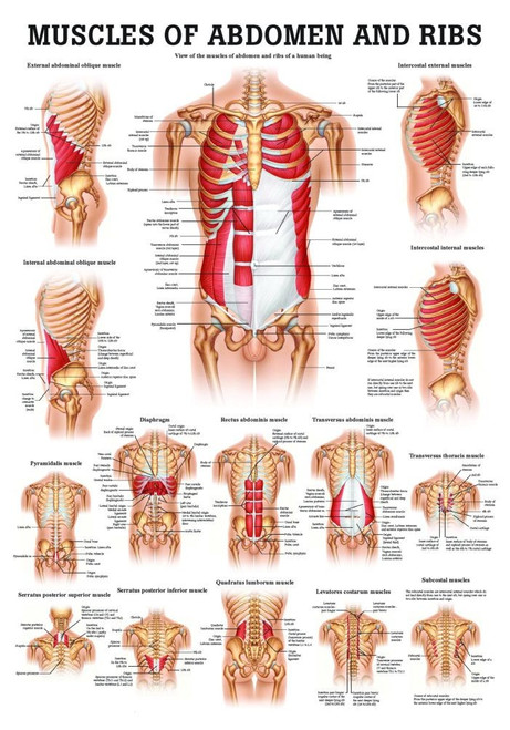 Muscles Of The Abdomen Poster Clinical Charts And Supplies 5215