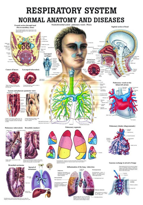 Human Respiratory System Poster - Clinical Charts and Supplies