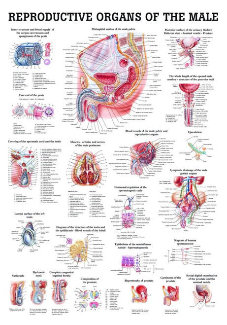 Human Male Reproductive Organs Poster Clinical Charts And Supplies 0216