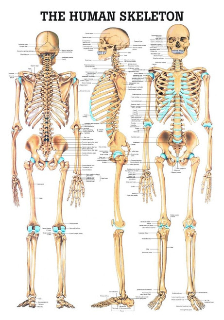 Skeletal System Poster