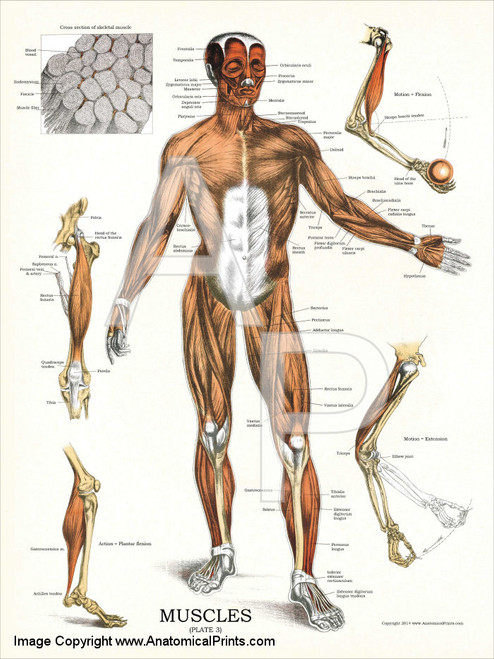 Human Muscle System Poster - Clinical Charts and Supplies