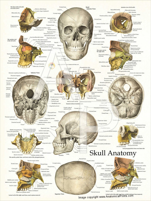 Skull Anatomy And Facial Structures Poster Clinical Charts And Supplies 4248