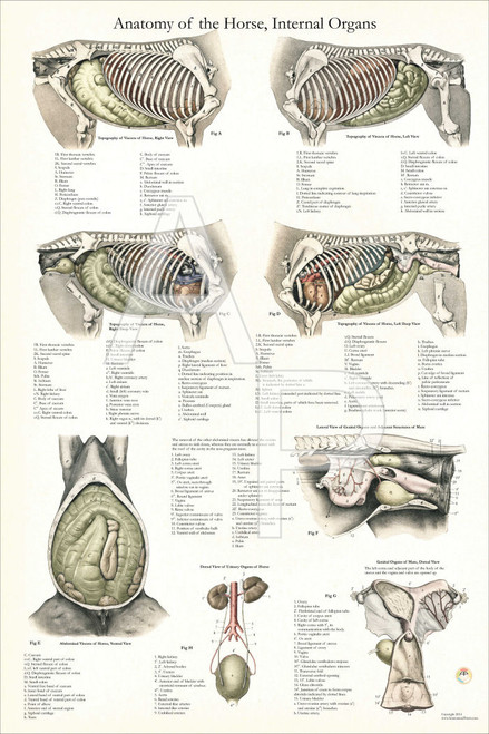 Horse Internal Organ Anatomy Poster 24 x 36 - Clinical Charts and Supplies