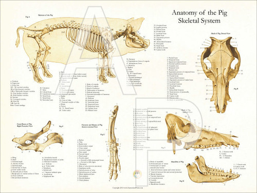 Pig Skeletal Anatomy Poster 24 x 36 - Clinical Charts and Supplies