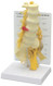 Lumbar Vertebrae Model with Sacrum 5-Pc.
