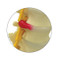 Lumbar Vertebrae Model Disc view