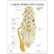 Lumbar Vertebrae and Sacrum  Description Card