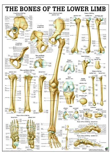 Bones of the Lower Limb Poster - Clinical Charts and Supplies